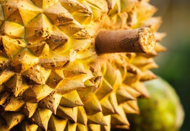 plak elle tutulamamasna ramen bak yardmyla ok kolay soyulabilen durian'n ii birok meyveden daha yumuaktr. 30 ayr tre sahip durian'n yalnzca 9 tr yenilebilir.