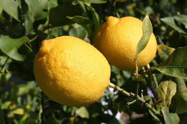 Cilt bakm: Gnlk olarak limonlu su tketimi derinin canlanmasna yardmc olur. Limon antioksidanlarla ykldr ve yalanmay nleyen zellikleri ile iyi bilinirler.