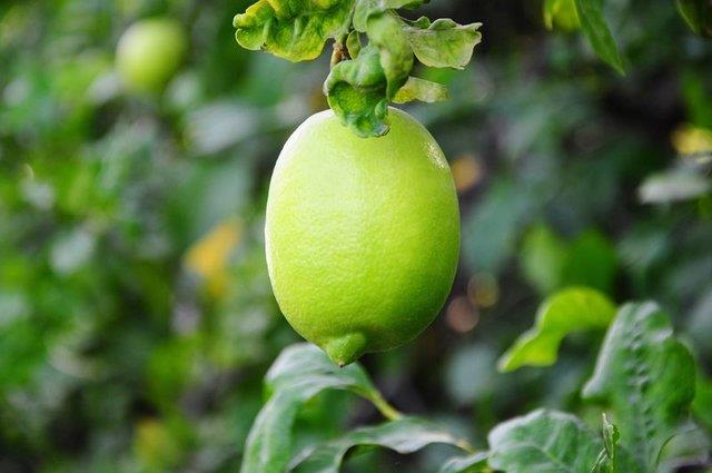 pH seviyesini dengeler: Bir bardak limonlu su imek tm vcudu alkaliletirir ve vcudun pH seviyesini dengeler. Asitli vcut ile balantl birok hastalk ve durumlar vardr. Uygun salk iin vcudun alkali durumunu muhafaza etmesi ok nemlidir. Limonlu su vcudun alkali seviyesini normal seviyede tutar.