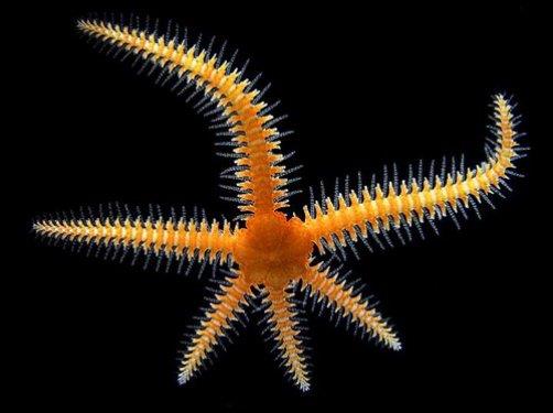 Bir tr ufak deniz yldz