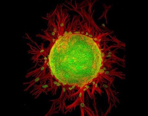 Dekstran boncukta filizlenen hcreler