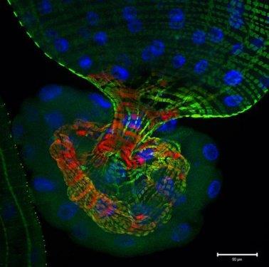 Drosophila melanogaster Larvas