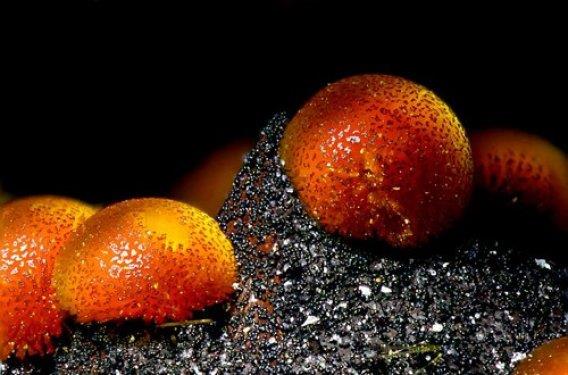 Kakoksenit Minerali (sulu bazik demir-fosfat minerali)