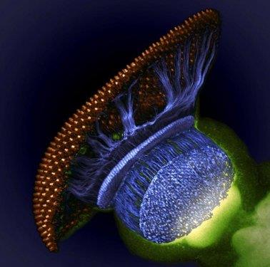 Sinek gz oluumuna daha yakndan bir bak