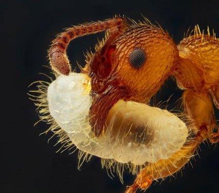 Larvasn tayan bir karnca