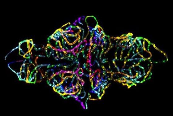 Bir Zebra Balnn embriyosunun beyni