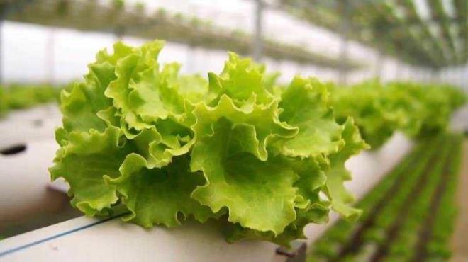 * Kemik ve kas hastalklarna kar korur.