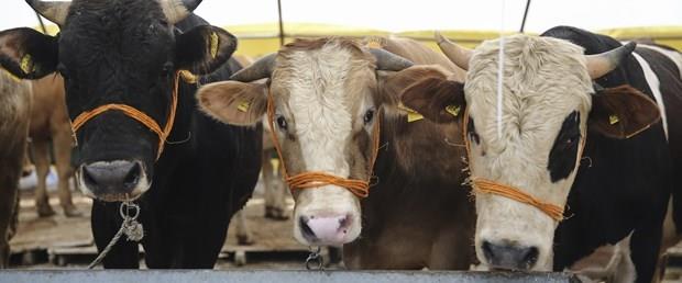 5- Peki kesim sonras hemen et yemek isteyenler ne yapmal?<p>    Bu durumda en dorusu sakatatlara ynelmek. Kavurma yapmak isteyenler ise daha lezzetli sonu iin bir gn beklemeli.