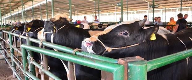 3- Sokaklarda, parklarda, bahelerde ksacas uygun olmayan yerlerde kesim yapanlara kar ne yapabilirim?<p>    Alo 181 ihbar hatt bu tr durumlar iin. Uygun olmayan yerde kesim yapmann cezas 200 liradan balayp 1267 liraya kadar kyor. Kesimhaneler de belli standartlara uymak zorunda. Kurallara uymayan iletmelerin alaca ceza 50 bin liraya kadar ykseliyor.