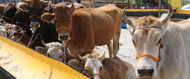 6- Kurbann hangi paralar nasl deerlendirilmeli?<p>    Kavurma iin but en uygunu. ncik ve gerdan ise halama sevenler iin ideal. Sote iin kol ve butlar ok uygun. Mangal iin en uygun en lezzetli ksm tabii ki pirzola. Kyma iin daha yal olan d ksm seilebilir.