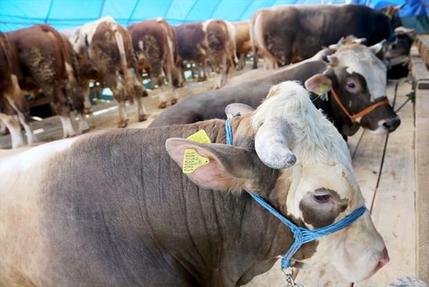 1- Kurbanlk nereden alabiliriz, nasl iyi bir hayvan seebiliriz?  <p>  Kurbanlk almann en gvenli yolu pazarlar. Mutlaka grerek, bilerek almak lazm. Kurbann bir yan doldurmu olmas gerekiyor. Kpesi olmayan hayvanlar satn alnmamal.