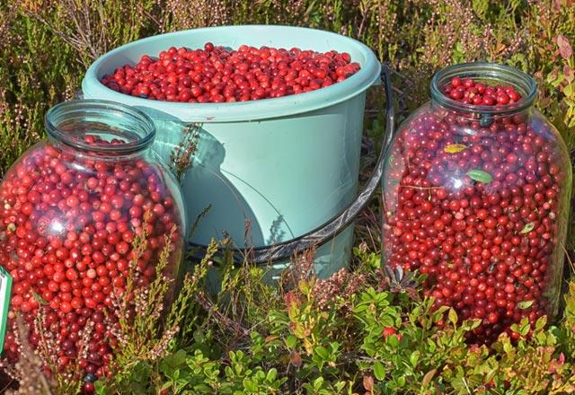 Karacierlerindeki ya oran, yksek yal besinlerle beslenmelerine ramen kekreyemi verilmeyen kiilere gre ok daha azd.