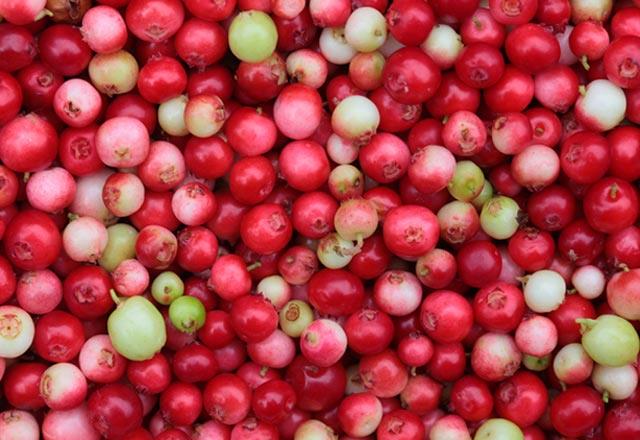 Kekreyemi, yaban mersini ile ayn aileden geliyor ancak faydalar tamamen farkllk gsteriyor. Kekreyemiin her bir adedi ierisinde bolca vitamin barndryor. <p>sve&#8217;te yaplan bir aratrmada kekreyemiin  olaanst faydalar kefedildi. Aratrma sonular ise u ekilde;