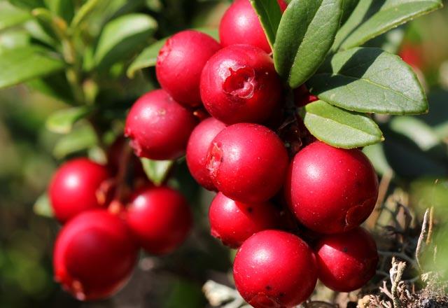 Ya yakc etkisi<p>   ayn ardndan kekreyemi verilen grubun en iyi sonular gsterdii tespit edildi. Yksek yal besinler tketmelerine ramen kilolarnda bir art gzlenmedi.