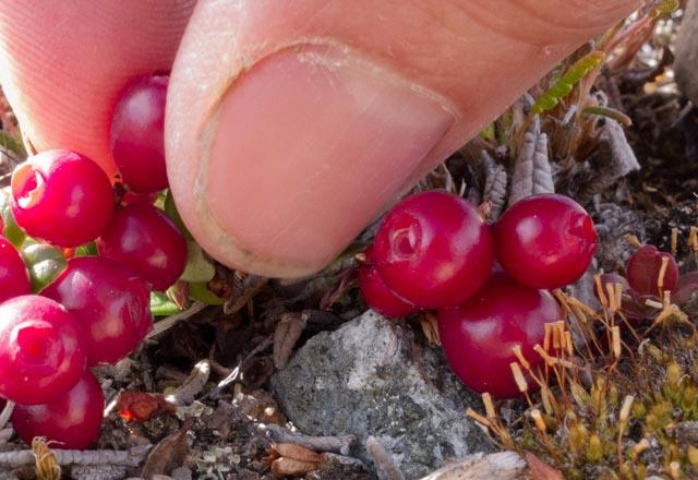 Yaplan deneyde kiilere gnde bir avu kekreyemi verildi. Aratrmada, kiiler 3 blme ayrld. Bir gruba ahududu, bir gruba yaban mersini dier gruba da kekreyemi verildi.