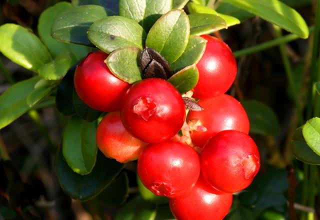 Kanseri tedavi edici etkisi  <p>Ayn zamanda kekreyemiin iersinde bulunan antioksidanlar kanseri engelleyerek serbest radikallerin geliimini engelliyor.