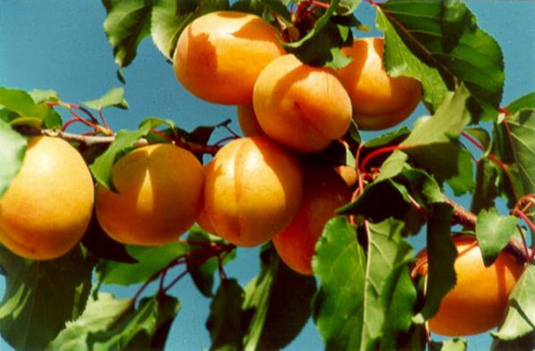 <b>KAYISI:</b> Kan yapan, kanszla ve kabzla iyi gelen kays sinirleri yattrarak uykusuzlua da iyi geliyor.