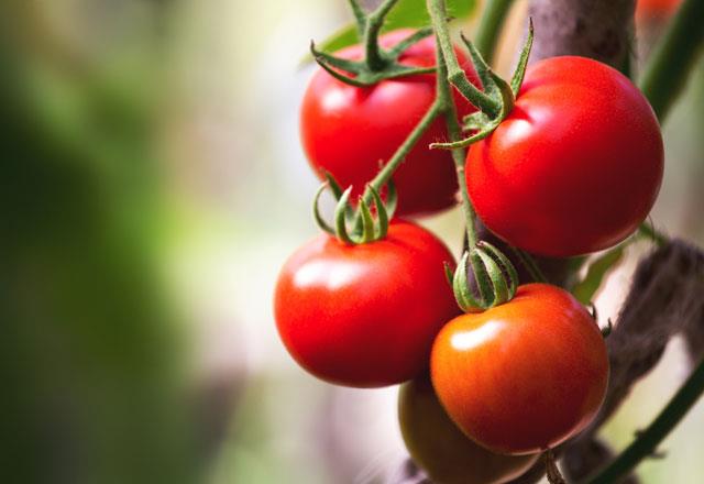 Domatesler yksek seviyede tanen asidi ierir ve tketildiinde mide asidinin artmasna neden olur. Midedeki bu asit art mide lserine yol aabilir.