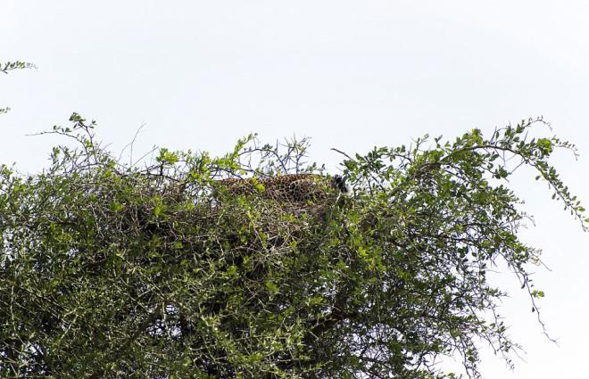Muhtemelen sadece kartal gibi gzlere sahip olanlarmz, fotoraf dikkatle inceledikten sonra, yapraklarn arasna gizlenmi "vahi kedi"yi fark edecek.