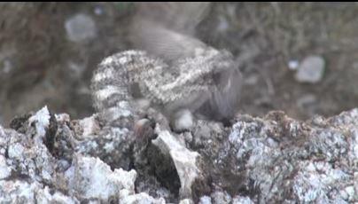 <strong>3. rmcek Kuyruklu Engerek Ylan</strong>