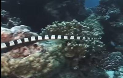 <strong>6. Damal Su Ylan</strong>