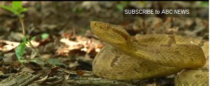 <strong>7. Altn Mzrakbal ngrak Ylan</strong>