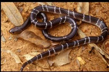 <strong>4. Mavi Bongar Ylan</strong>