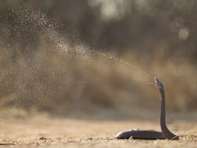 <strong>9. T&uuml;k&uuml;ren Kobra Ylan</strong>