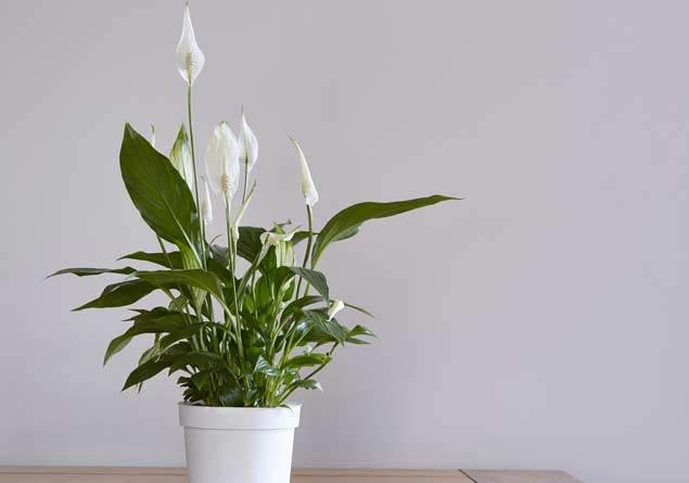 G�n�m�z�n �o�u, i� mekanlarda ge�iyor. Ev, i�yerleri derken zaman�m�n�z�n b�y�k b�l�m�nde temiz a��k havadan yoksun kal�yoruz. Kapal� ortamlarda soludu�umuz havada bulunan benzen, ksilen, amonyak, formaldehit, trikloretilen gibi kimyasal maddeleri temizleme konusunda etkili bitliler hangileridir?  <p>  ��te hem g�rsel zevk veren hemde ortam�n havas�n� tazeleyen bitkiler.  Bulundu�u ortam�n havas�n� temizleyen 7 bitki