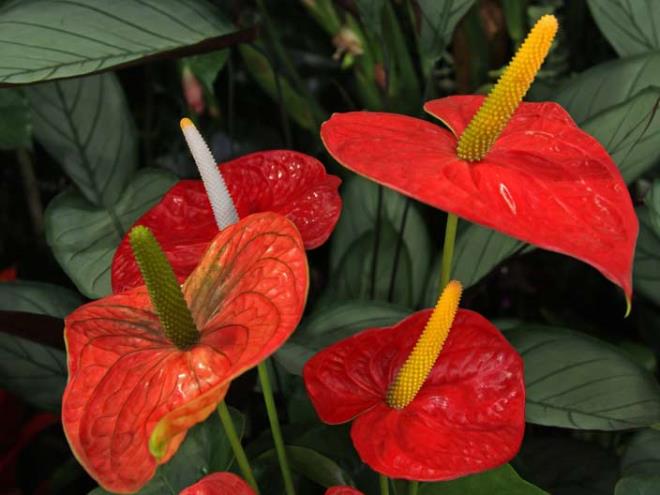 4. Flamingo �i�e�i