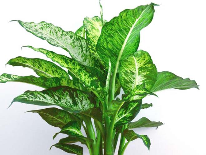 7. �in herdemye�ili