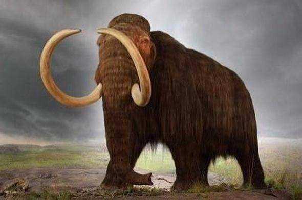 Art�k nesli t�kenmi� olan 'Y�nl� mamut' isimli mamut t�r�n�n canl�lar� M�s�r Piramitleri in�a edilirken varlard�.