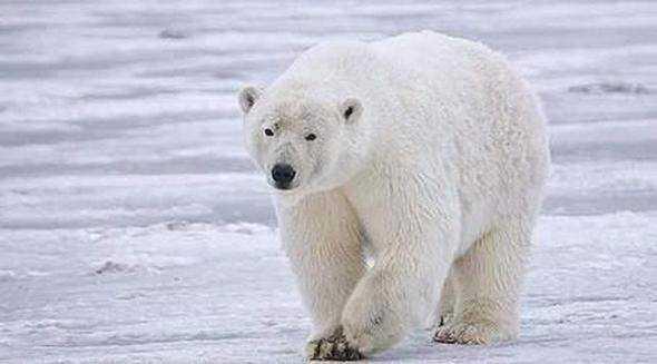 Karda gizlenmeye �al��an bir kutup ay�s�, siyah burnunu pen�esiyle kapat�r.