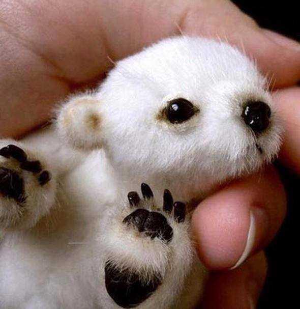 Bir yavru kutup ay�s� do�du�unda sadece 450 gram a��rl���ndad�r. Yeti�kin olduklar�nda a��rl���klar� 750 kilogram� bulabilir.