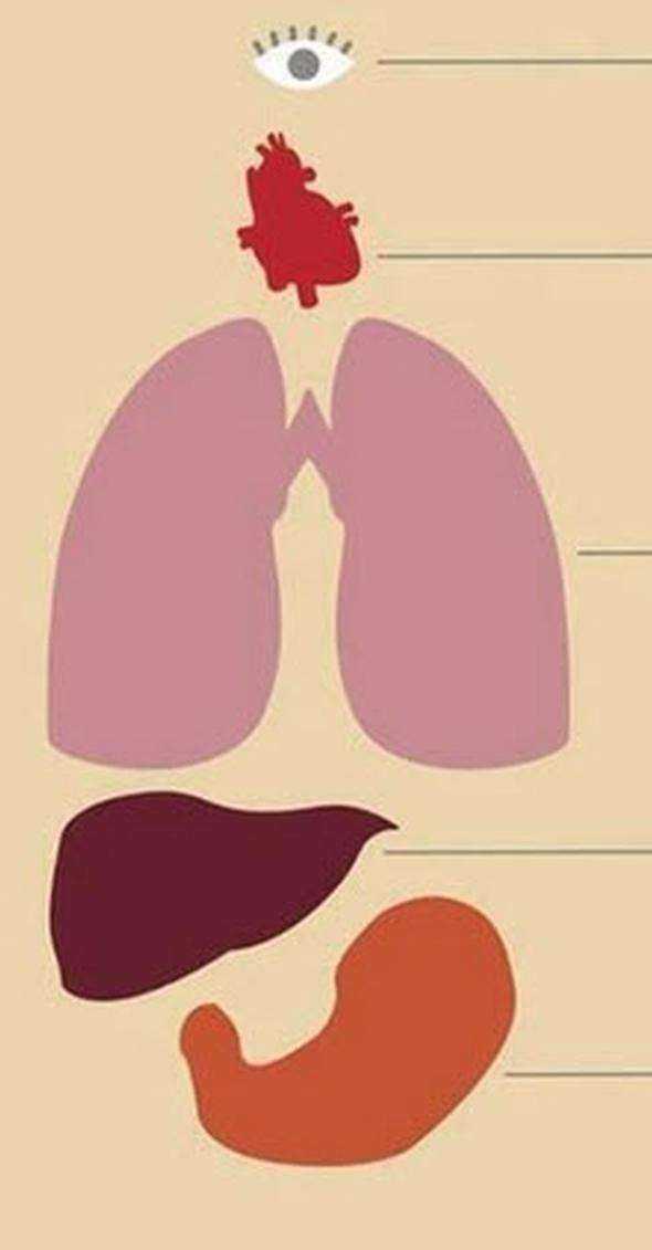 Ortalama bir insan; 23 bin kez g�z k�rpar, 100 bin kez kalbi atar, 23 bin kez nefes al�r, Karaci�eriyle 1500 litre kan� s�zer, Midesiyle 2 litre asit �retir.