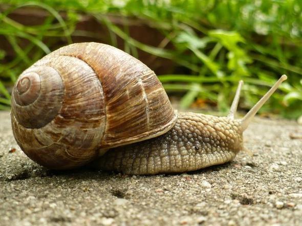 Bir salyangoz  drt yl boyunca uyuyabilir; bu sre iinde besine ihtiya duymaz. Salyangozun ortalama mr 15 yldr..