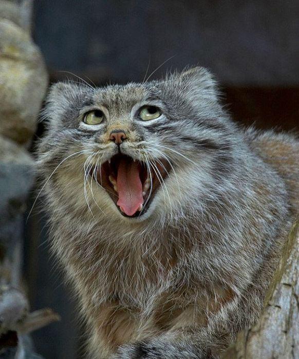 Hayvanlarn en komik halleri