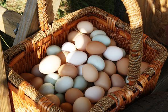 Yumurtalar ok kat ya da ok hassas olabilirler. Bu yzden birinci kattan dnce krlabilir ya da 100. kattan dnce krlmazlar. Her iki yumurta da birbiriyle ayn. 100 katl bir binann en yksek hangi katndan bir yumurtay krmadan drebileceinizi bulmanz gerekiyor. Bunu ka denemede bulursunuz? (Sre boyunca iki yumurta krma hakknz var.)