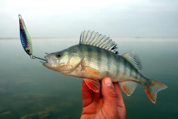 Tatl su balklar yasal avlanabilir asgari boy lleriTatl su levrei 18 cm