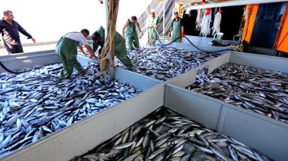 te Balklk Genel Mdrl&#8217;nn aklad balklarda avlanabilir asgari boy lleri... Deniz balklar yasal avlanabilir asgari boy lleri