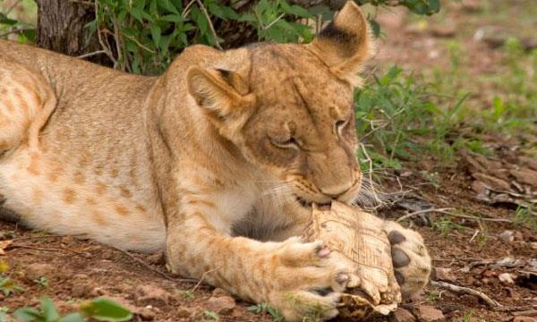 Ardndan kabuunu krmak iin hamle yaptnda neye uradn ard.