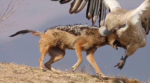 Kendine kafa tutan akala av birakan akababa uzaklaan taraf oldu.