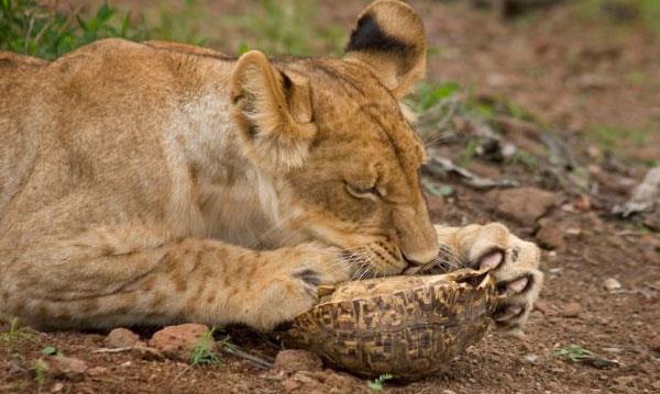 Vahi doadan kameralara yansyan baz grntler hayvanlarn hayatta kalma mcadelelerini artc bir ekilde gzler nne seriyor.