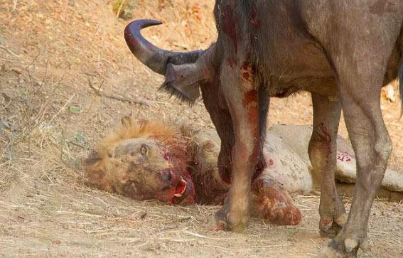 Bufalonun boynuz darbeleriyle len aslan.