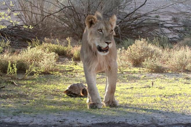 Uzun sre kaplumbaann kabuunu krmaya alan aslan, baarl olamaynca pes etti...