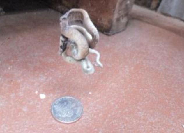 Her ne kadar ok tehlikeli olsa da bir rmcek ana takldnda buradan kurtulmas neredeyse imkansz hale geliyor...