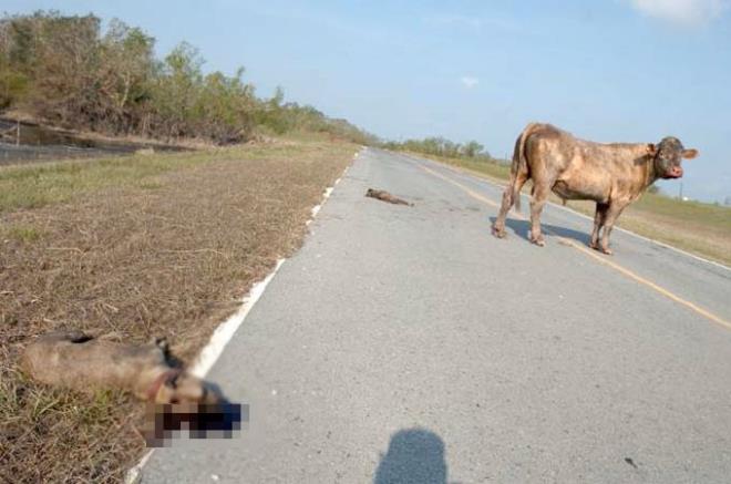 Bu tekmenin ardndan pitbulun biri yerden kalkamyor. Az nce kafa darbesiyle yanndan uzaklaan dier pitbulu da boa yine tekmeyle kendinden uzaklatryor...