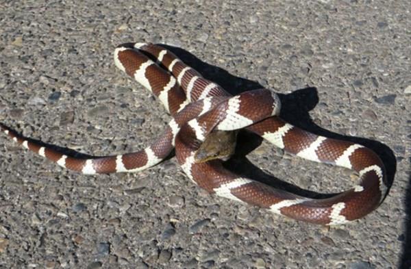 Bu inanlmaz olay grntleyen doa yazar Bryan Snyder "Doada avcnn ava dntne ok ahit oldum ama bu manzara hayallerin tesinde bir eydi" dedi.