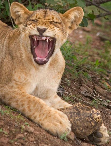 Kaplumbaa aslann azna iini yapnca av olmaktan kurtulmay baard.