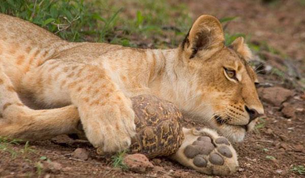 Kamlumbaann aslan yavrusuna yem olmamak iin verdii hayat mcadelesi saniye saniye fotorafland.